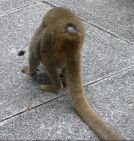 [monkeys+ass.bmp]