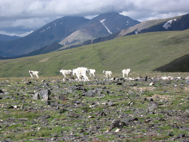 mountain goats!