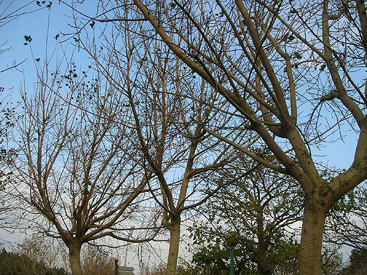 a walk in the park - xinzhuang park, part 2