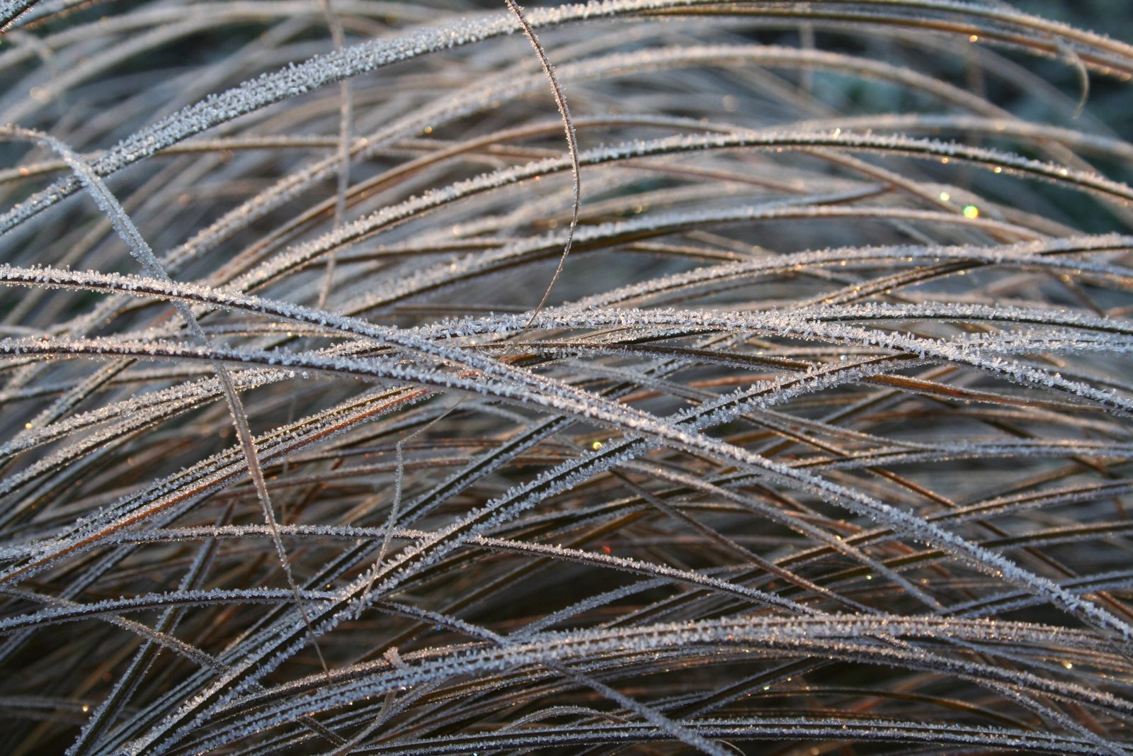 [20080216_999_12.JPG]