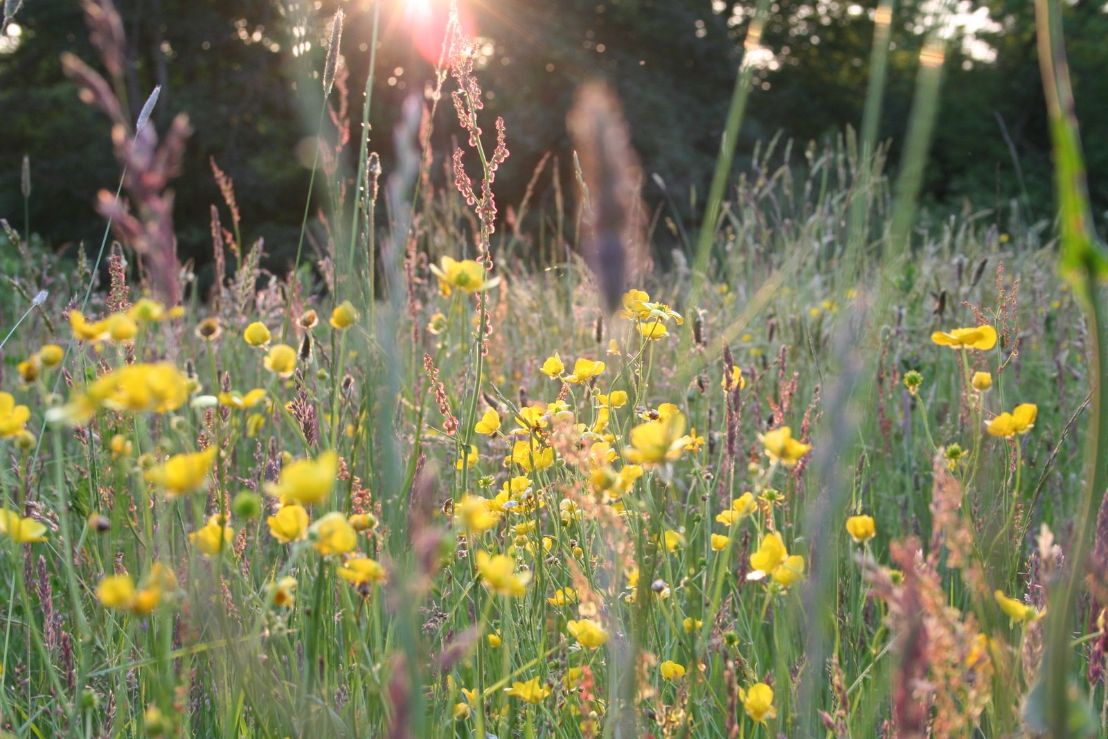 [20070601_999_16.JPG]