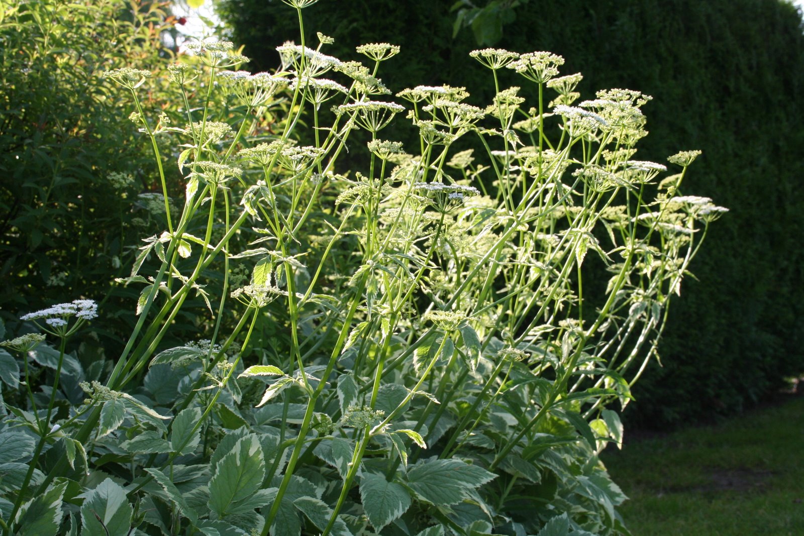 [20070602_999_1.JPG]