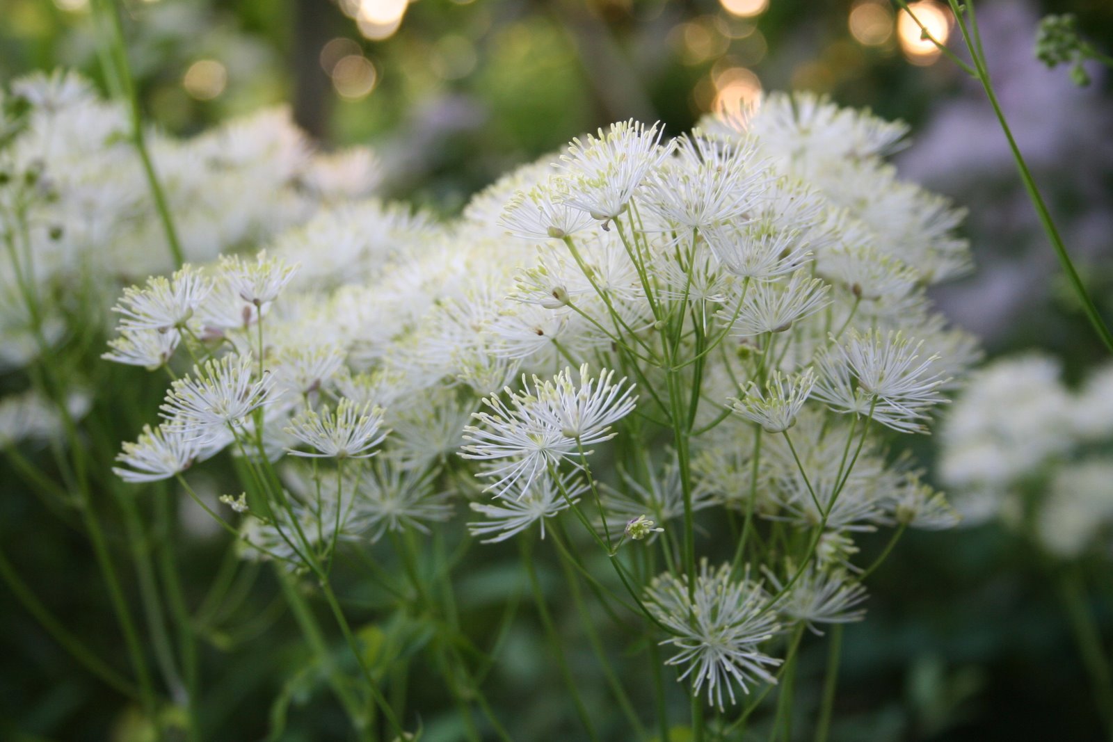 [20070601_999_36.JPG]