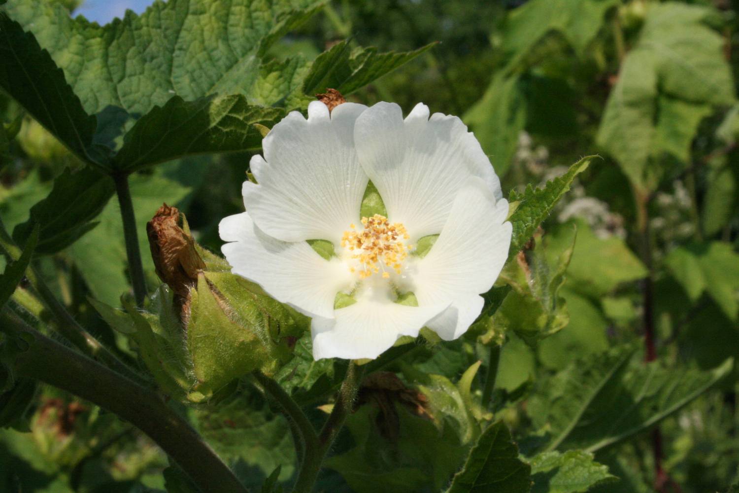 [20070809_999_4.JPG]