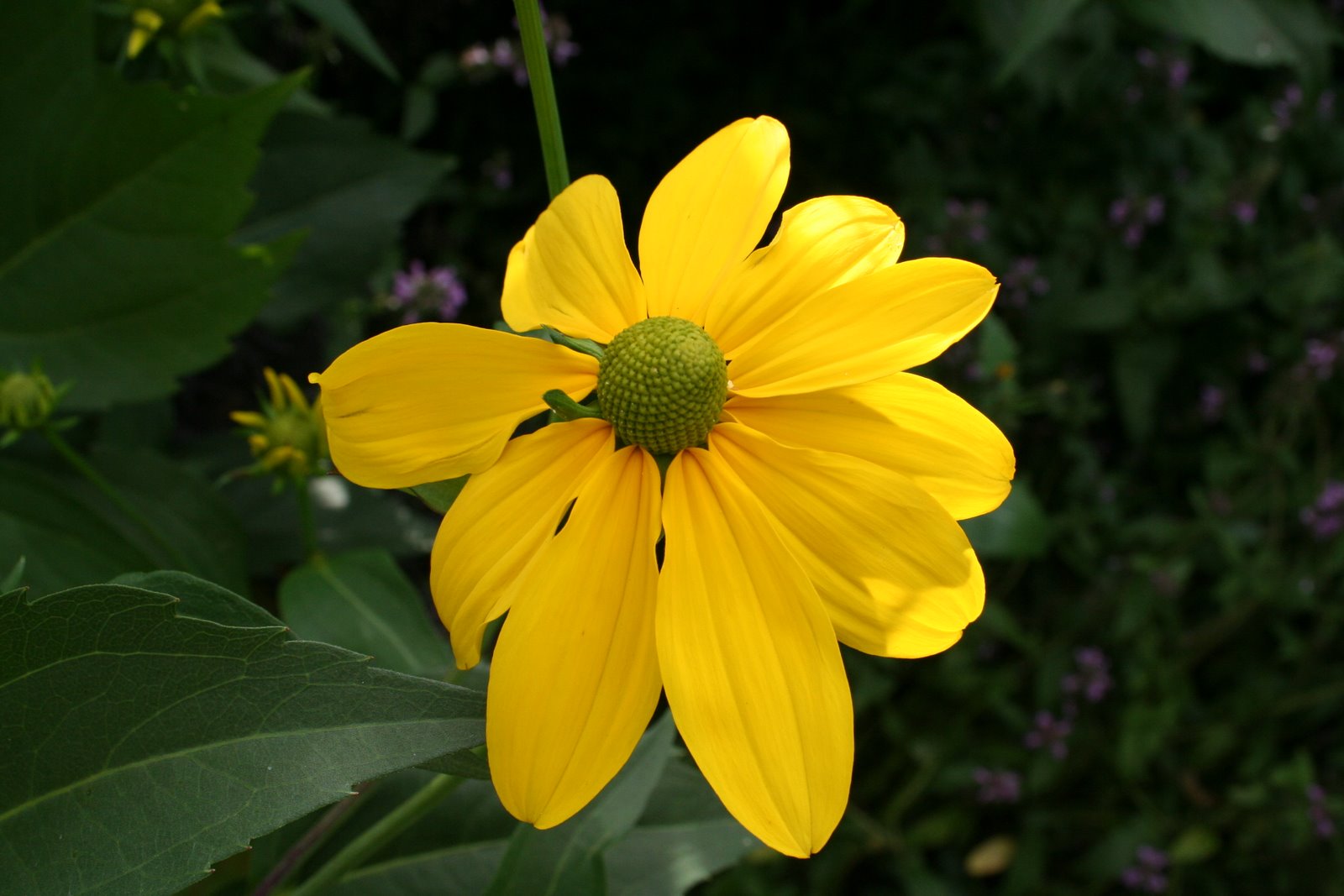 [20070812_999_4.JPG]