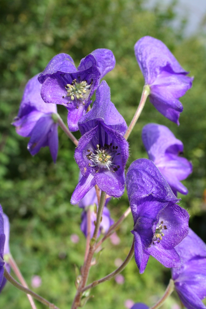 [Aconitum+carmichaelii.JPG]