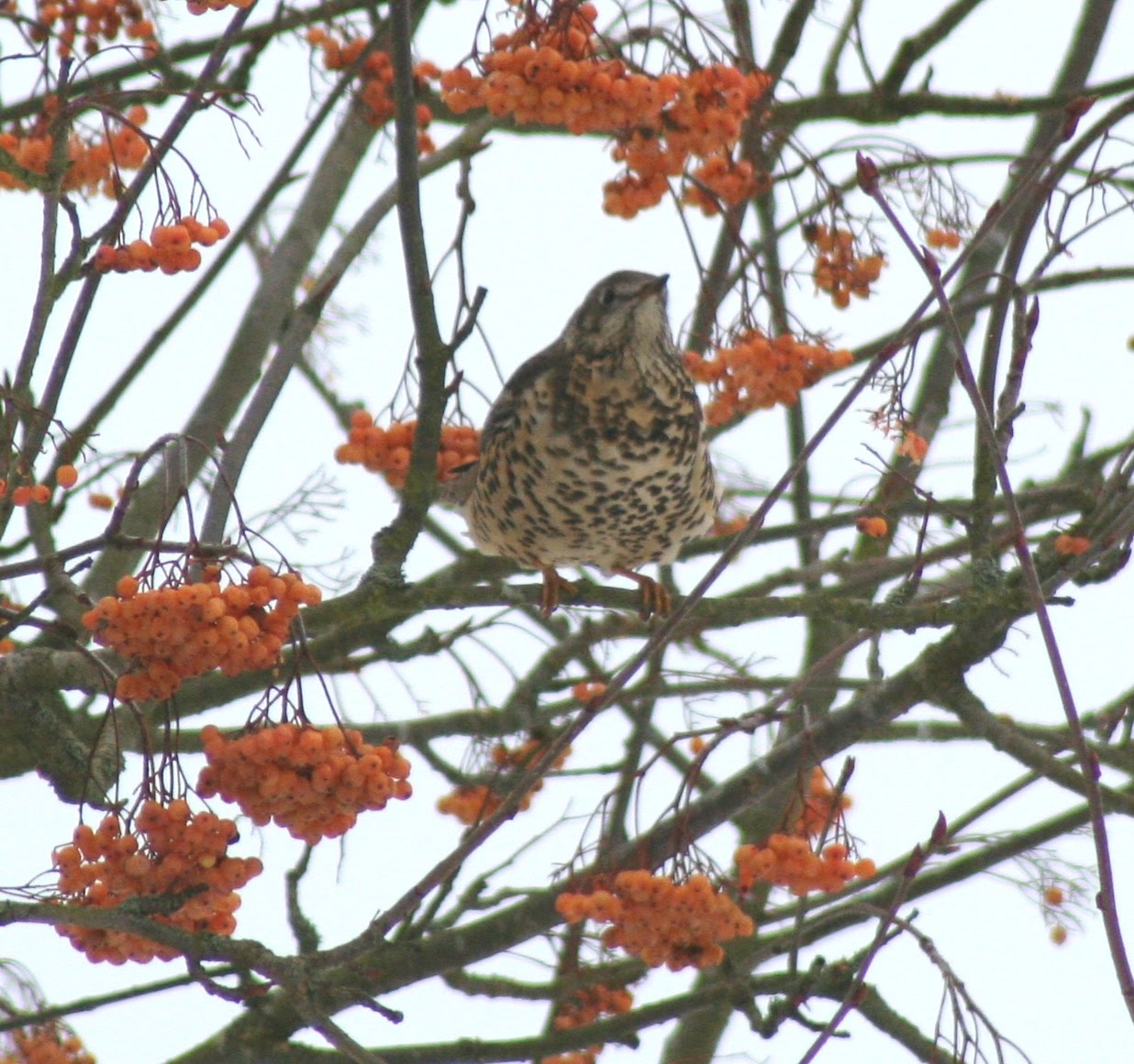 [mistlethrush_s.jpg]