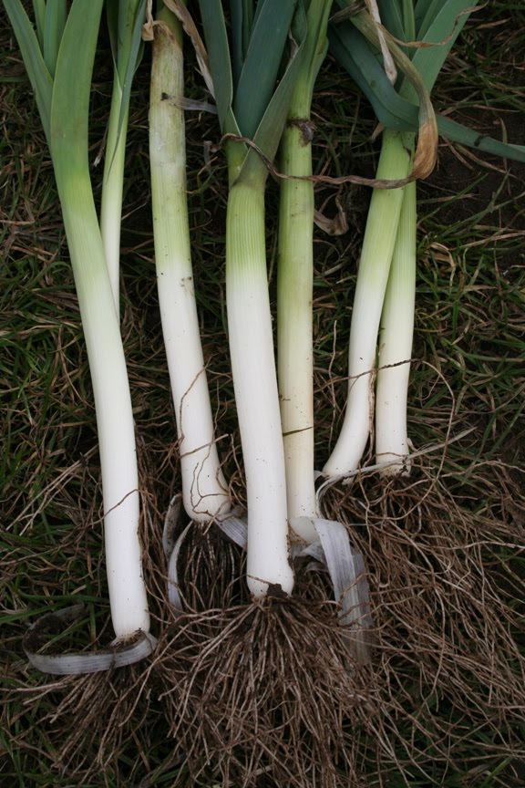 [leeks_s.jpg]