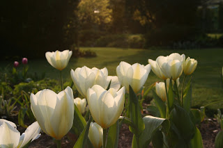 The new CYOG borders are finally finished..