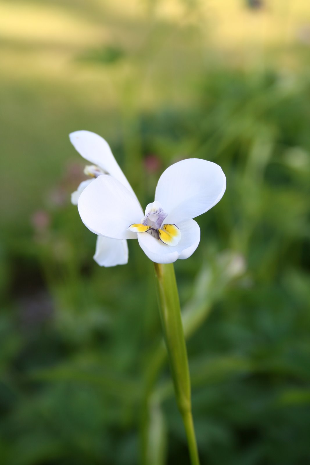 [20080608_999_11.JPG]