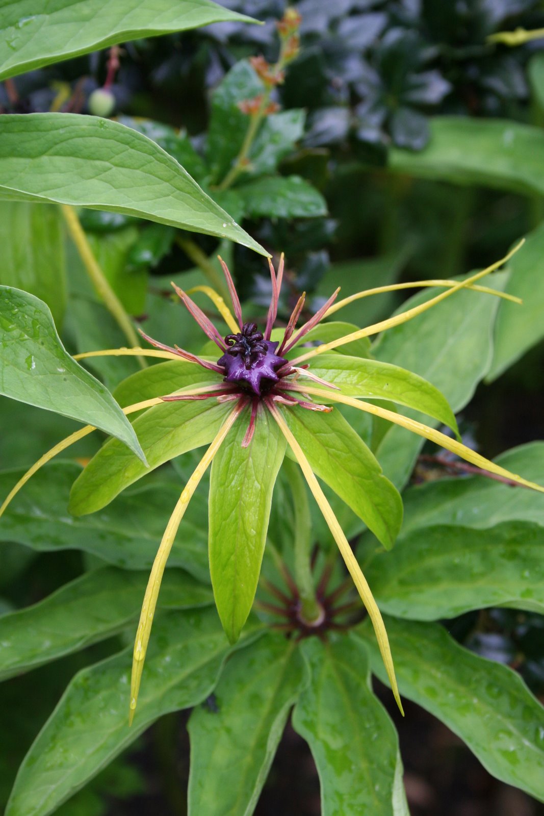 [Paris+polyphyllaw.jpg]