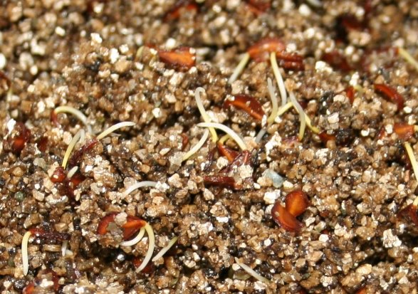 [T_sprengeri_seeds.jpg]