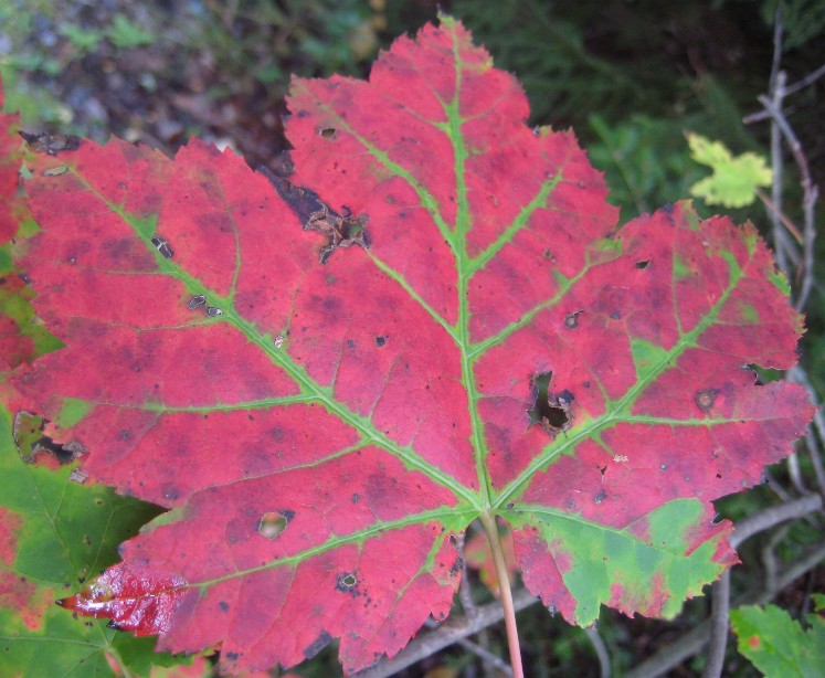 [24-red+maple+leaf+2.JPG]