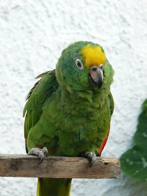 Loro verde con mechón amarillo en la cabeza Loro verde con mechón amarillo en la cabeza