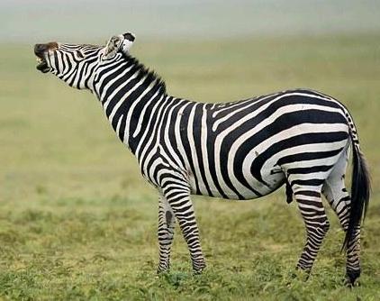 Cebra o zebra macho relinchando Cebra o zebra macho relinchando