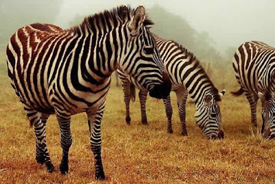 Cebras o zebras en invierno con neblina Cebras o zebras en invierno con neblina