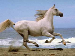 Caballo blanco corriendo Caballo blanco corriendo