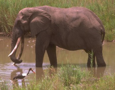Elefante sobre el agua Elefante sobre el agua