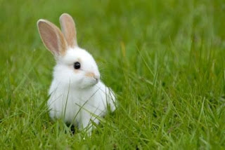 Conejo blanco Conejo blanco