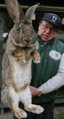Foto de conejo enorme Foto de conejo enorme