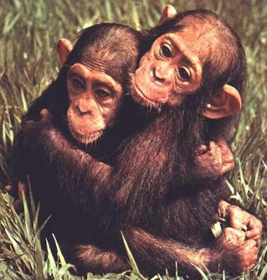 Chimpancés abrazados Chimpancés abrazados