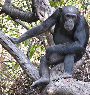 CHIMPANCE Foto del chimpancé