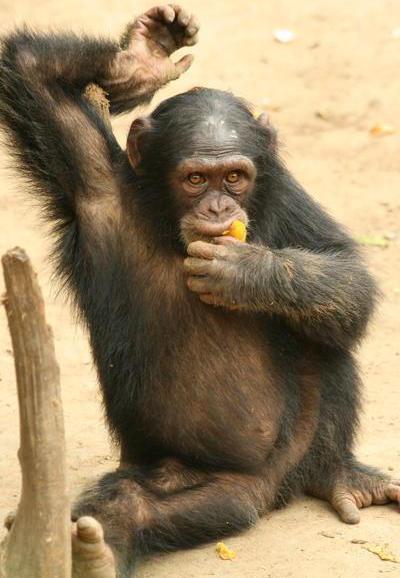 Chimpancé comiendo Chimpancé comiendo