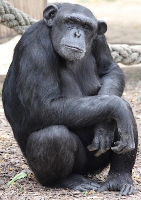 Mamá chimpancé Mamá chimpancé