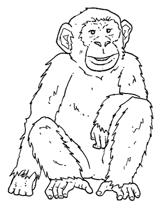 Dibujo de un chimpancé para colorear o pintar Dibujo de un chimpancé para colorear o pintar