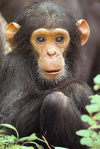 Chimpancé pequeño Chimpancé pequeño