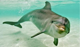 DELFIN DENTRO DEL AGUA Delfín dentro del agua