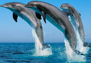 DELFINES SALIENDO DEL AGUA Delfines saliendo del agua