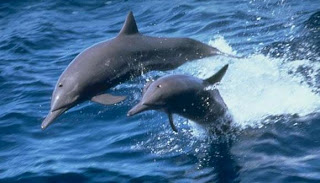 DELFINES NADANDO - MADRE E HIJO Delfines nadando (madre e hijo)