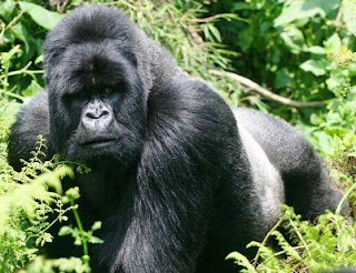 Animal gorila Animal gorila