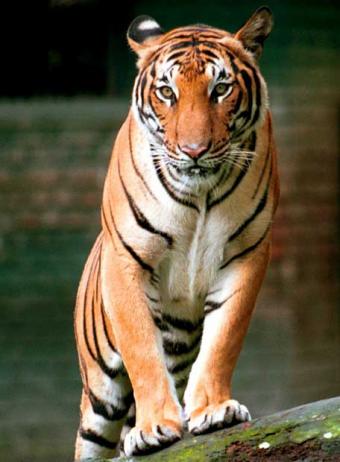 TIGRE Foto del tigre