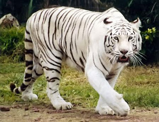 Tigre blanco caminando Tigre blanco caminando