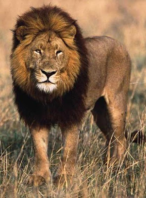 LEON Foto del León