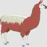 ANIMALES FOTOS DIBUJOS IMAGENES: FOTOS DE LLAMAS