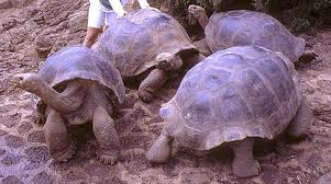 Tortugas enormes o gigantes Tortugas enormes o gigantes