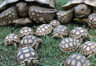 Tortugas con sus crias tortuguitas Tortugas con sus crias tortuguitas