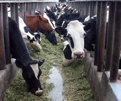 Vacas de un establo Vacas de un establo
