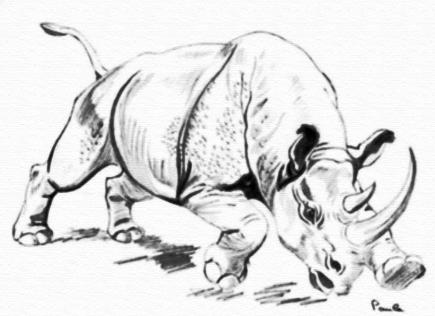 Rinoceronte dibujo a color - Imagui