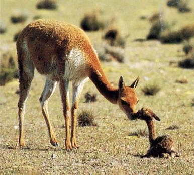 Vicuña con su cría recien nacido Vicuña con su cría recien nacido