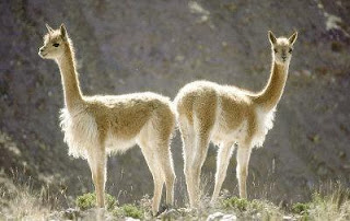 Pareja de vicuñas Pareja de vicuñas