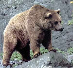 Oso sobre una roca Oso sobre una roca