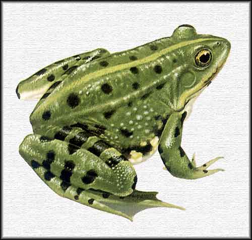 INFORMACION ANIMAL ANFIBIO informacion animal anfibio: