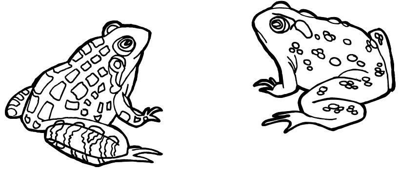 Dibujos de anfibios para colorear - Imagui