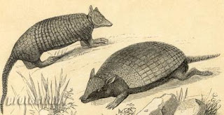 Dibujo de armadillos Dibujo de armadillos