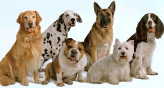 PERROS Foto de perros