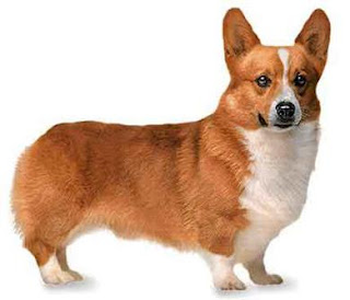 Perro Perro
